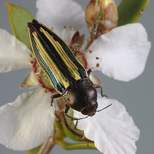 Castiarina vittata, PL3297A, female, SE, 11.1 × 3.5 mm